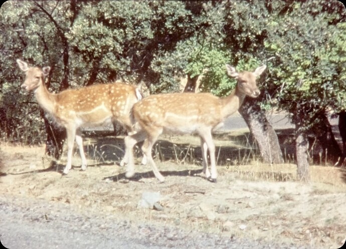 img03396
