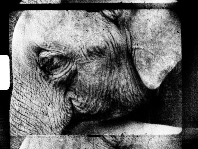 ElephantSuper8TelecineRaspberryHQ