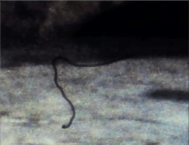 Agfachrome